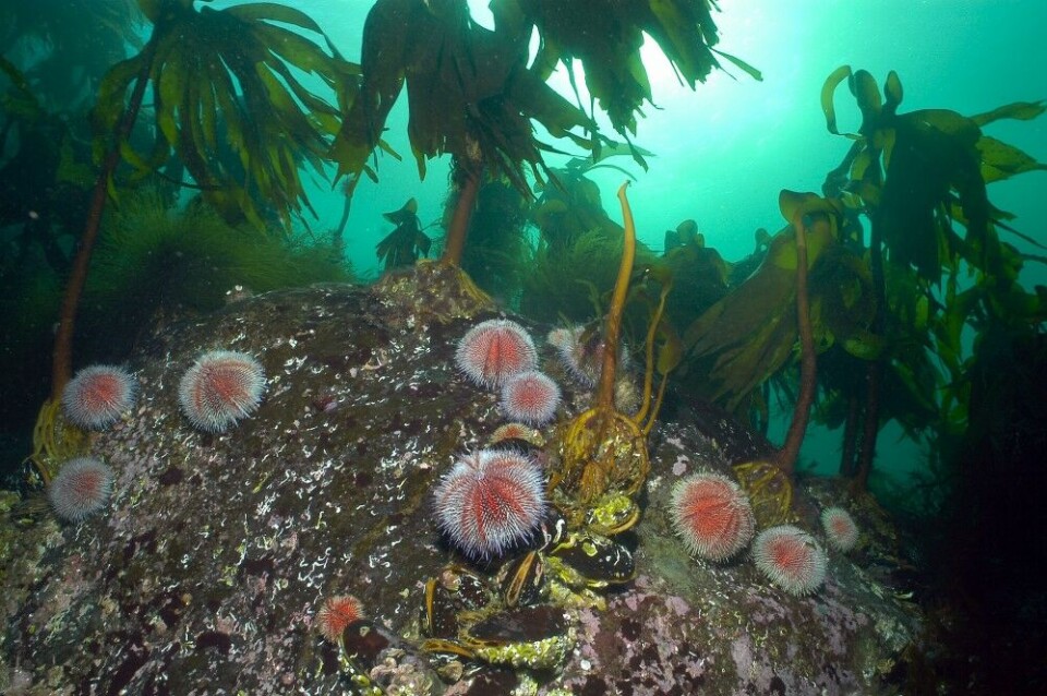 Linefiske etter steinbit ga kråkeboller fritt spillerom til nedbeiting av tareskogen. Linefiske etter steinbit ga kråkeboller fritt spillerom til nedbeiting av tareskogen.