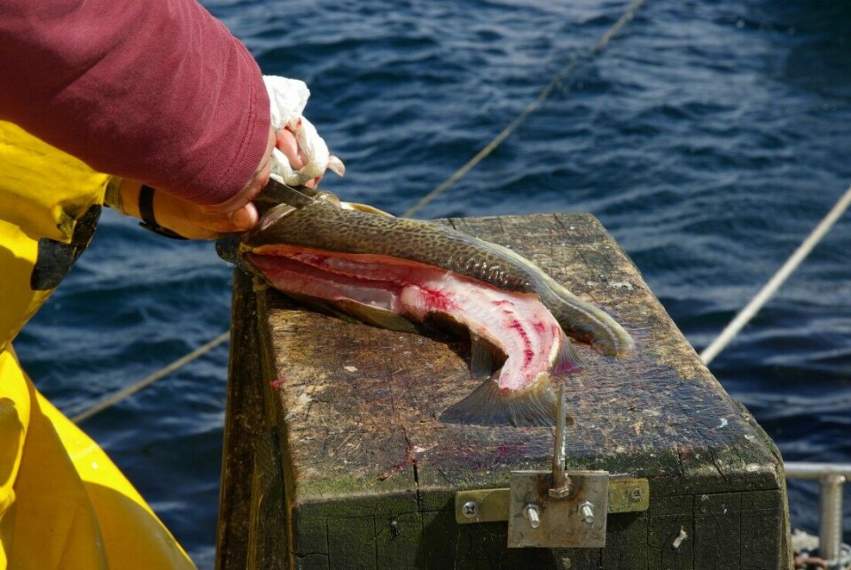 Mengden fisk tatt opp av utenlandske fisketurister har krympet betydelig i koronaåret 2020.