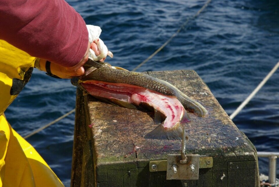 Mengden fisk tatt opp av utenlandske fisketurister har krympet betydelig i koronaåret 2020. Mengden fisk tatt opp av utenlandske fisketurister har krympet betydelig i koronaåret 2020.