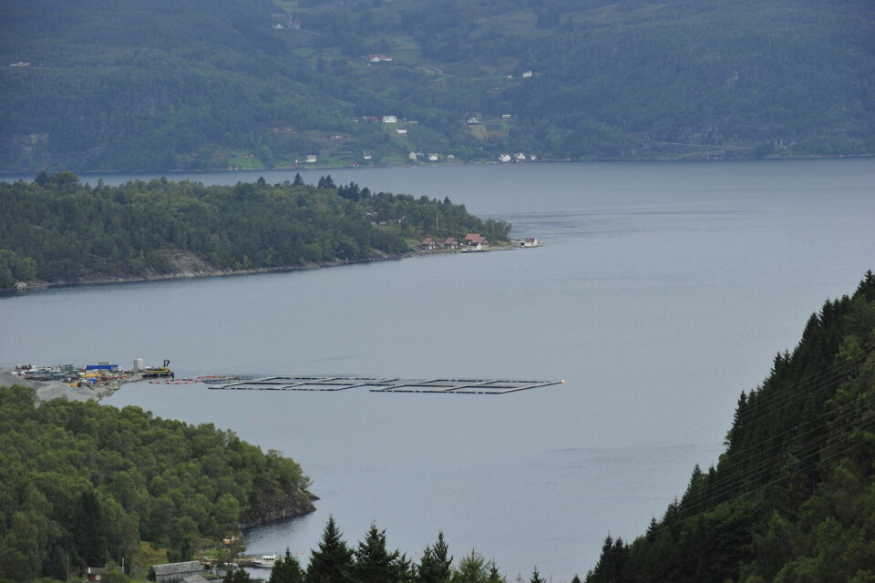 Kan årsaken til at kystfisken forsvinner skyldes intensivt oppdrett? Kan årsaken til at kystfisken forsvinner skyldes intensivt oppdrett?