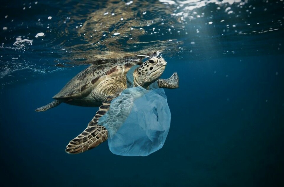 Havskilpadder og andre migrerende arter er sårbare for å vikle seg inn i plastsøppel.
