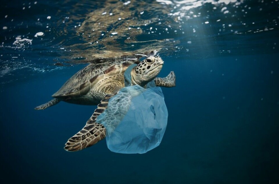 Havskilpadder og andre migrerende arter er sårbare for å vikle seg inn i plastsøppel. Havskilpadder og andre migrerende arter er sårbare for å vikle seg inn i plastsøppel.