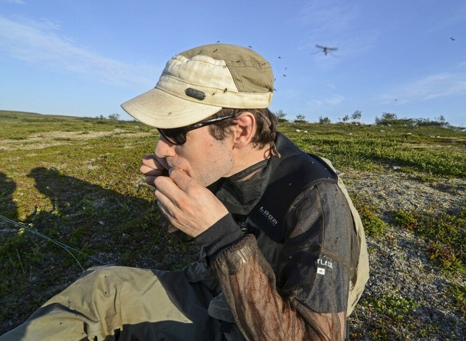 Mygg er det nok av på vidda … Mygg er det nok av på vidda …