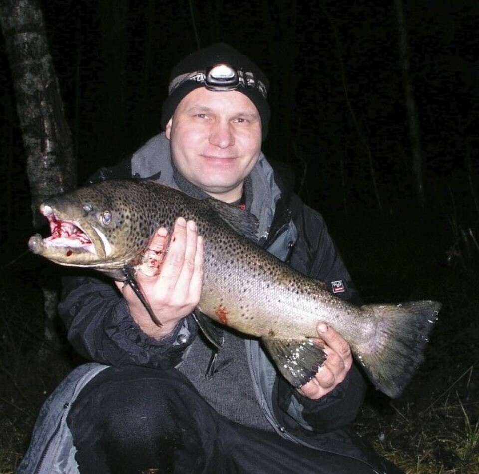 Denne gromfisken er et resultat av lang satsing på elveharving. 3,7 kg stoppet vekta på. Denne gromfisken er et resultat av lang satsing på elveharving. 3,7 kg stoppet vekta på.