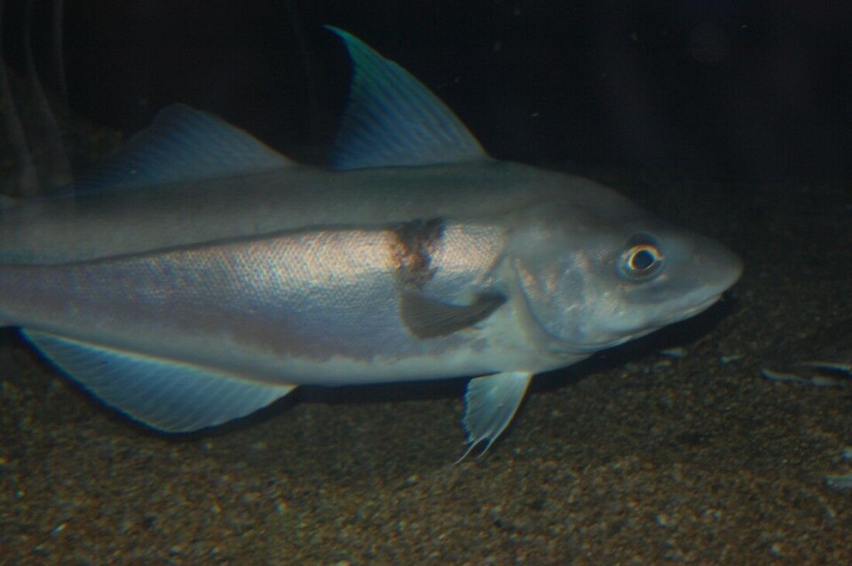 Forurensning fra oljeindustri ga DNA-skader hos fisk