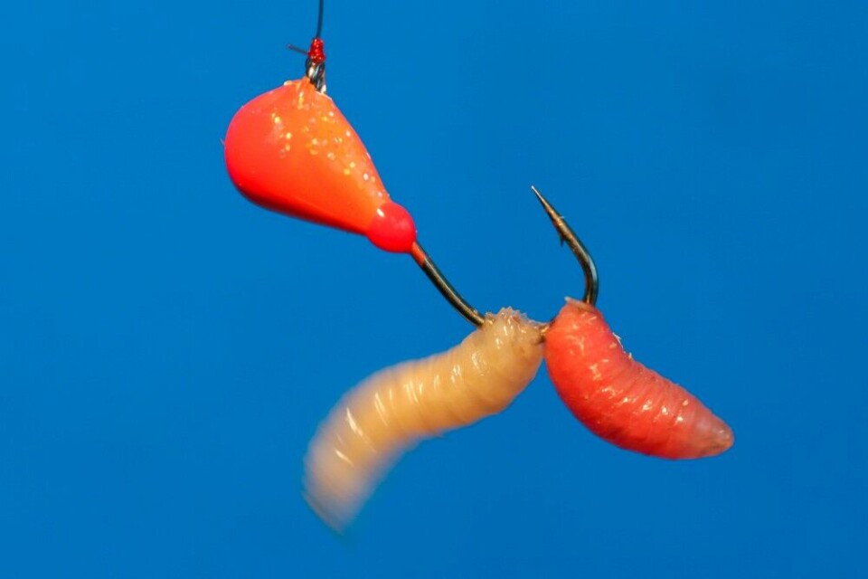 Mormysjka agnet med maggot. Mormysjka agnet med maggot.