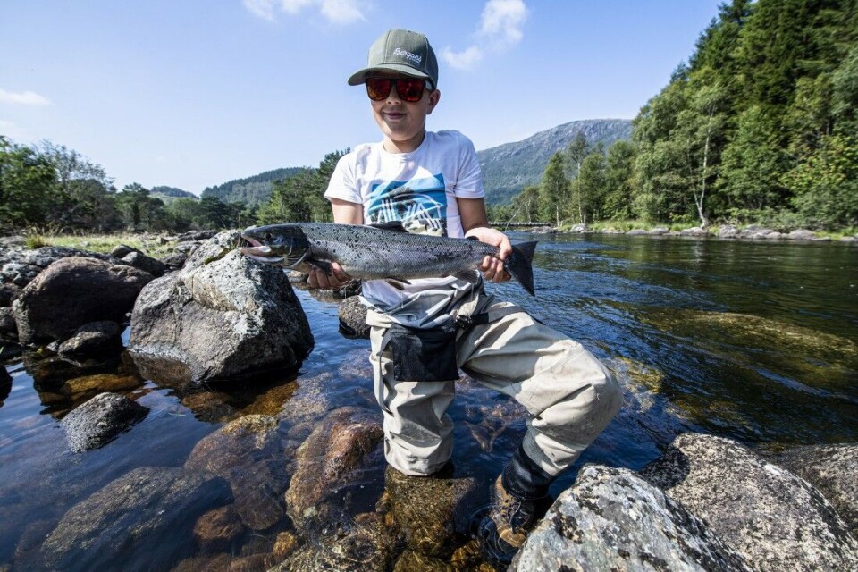 Beste laksesommer på fem år, nesten 130.000 laks fanget i norske elver