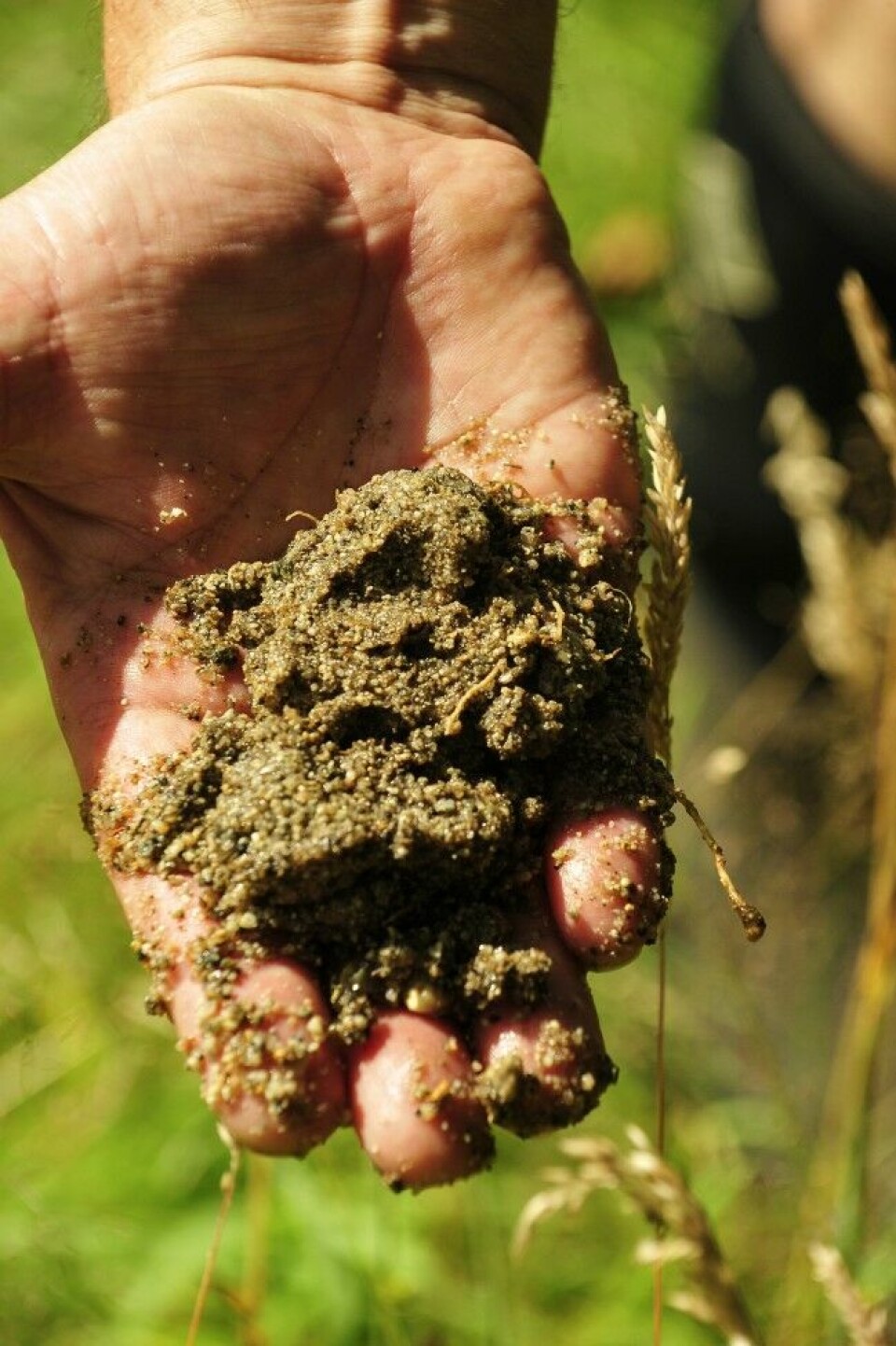Foren er påvirket av grustak med avrenning av sand og silt. Foren er påvirket av grustak med avrenning av sand og silt.
