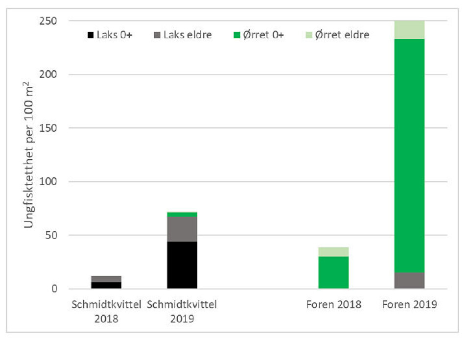 Resultat fra elektrofiske av to bekker i Årdalselva. Ungfisken i Foren har økt kraftig. Resultat fra elektrofiske av to bekker i Årdalselva. Ungfisken i Foren har økt kraftig.