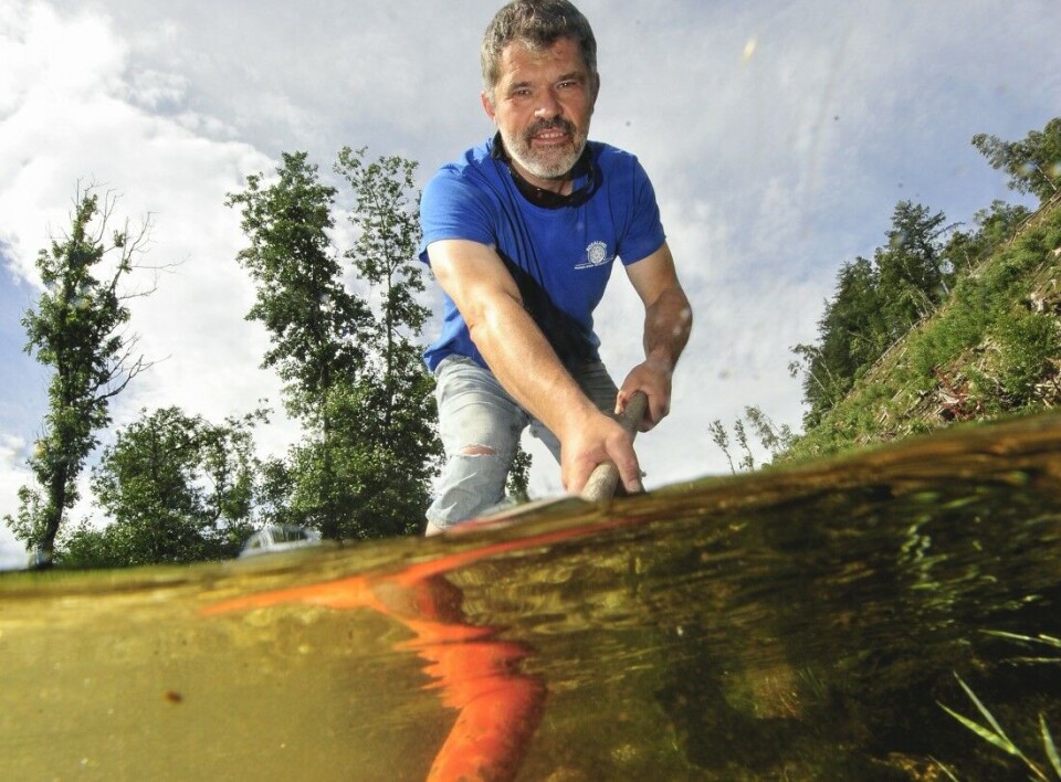 Fiskeutvalgsleder Knut Ståle Eriksen i NJFF- Rogaland i aksjon. – Svært mange bekker i Rogaland er kanalisert og rettet ut. I tillegg fjernes kantvegetasjon, sier han. Fiskeutvalgsleder Knut Ståle Eriksen i NJFF- Rogaland i aksjon. – Svært mange bekker i Rogaland er kanalisert og rettet ut. I tillegg fjernes kantvegetasjon, sier han.
