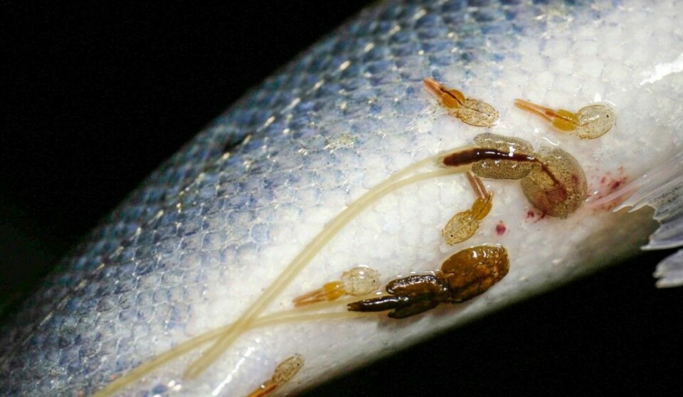 Lakselus er en av de største truslene mot villaks. På bildet kan du se ulike stadier av lus, blant annet voksne hunnlus med lange eggstrenger. Ser du nøye etter kan du se at fisken har fått skader på huden.