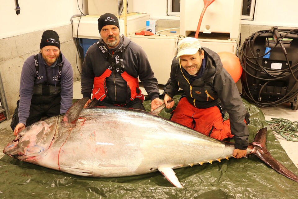 25 centimeter lang, 182 centimeter rundt buken og 267,6 kilo. Slikt er det lov å være fornøyd med. Fra venstre ser vi Endre Hopland, Magnar Ulvatn og John Ivar Askevold. 25 centimeter lang, 182 centimeter rundt buken og 267,6 kilo. Slikt er det lov å være fornøyd med. Fra venstre ser vi Endre Hopland, Magnar Ulvatn og John Ivar Askevold.