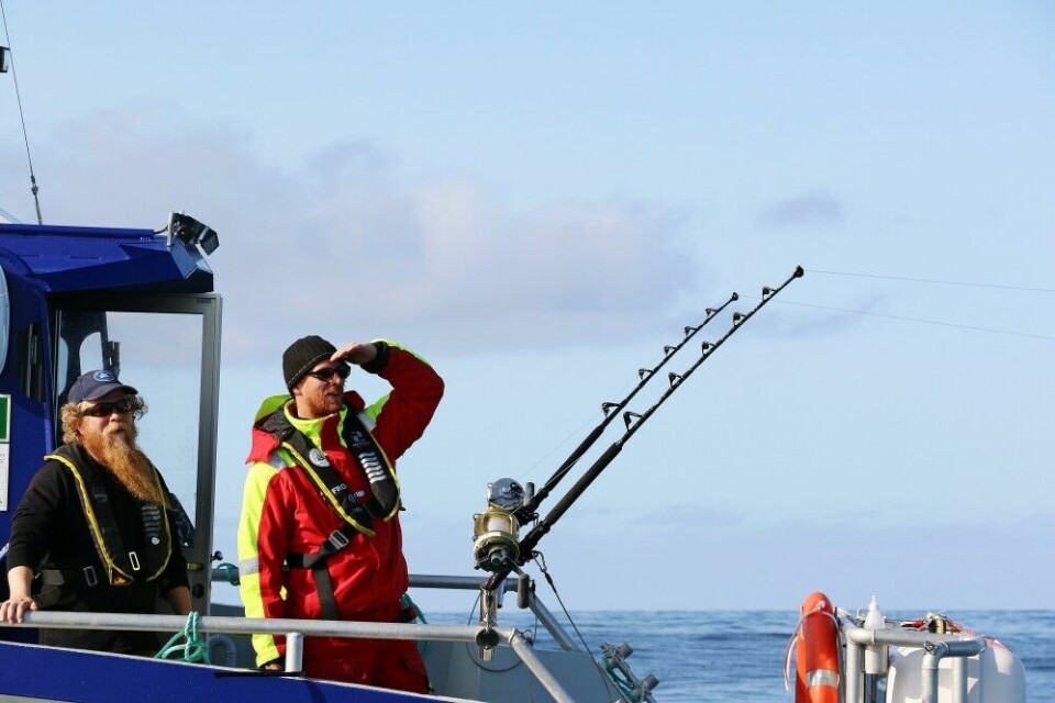 Keno Ferter og Jan Hinriksson fra Havforskningsinstituttet i aksjon på feltet. HI sitt eget stangfisketeam fisket langs hele kysten vår under 2020-fisket, og fikk satellittmerket fem størjer.
