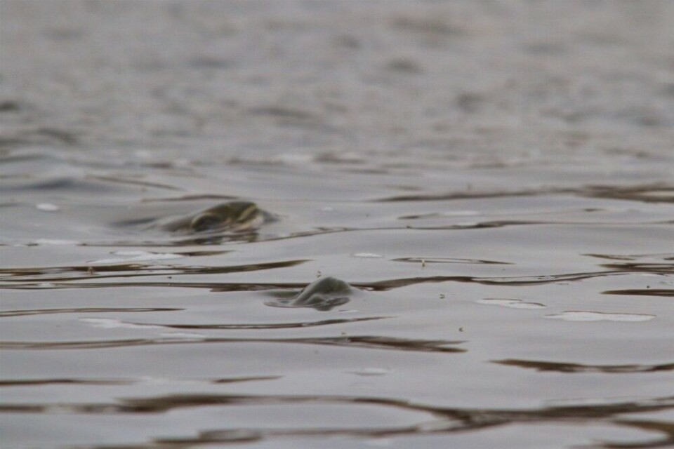 Når fjærmyggen står tett på vannet, finner ørreten ofte veien til matfatet. Fisket kan være frustrerende, selv om det sjelden står på antall insekter og vak. Når fjærmyggen står tett på vannet, finner ørreten ofte veien til matfatet. Fisket kan være frustrerende, selv om det sjelden står på antall insekter og vak.