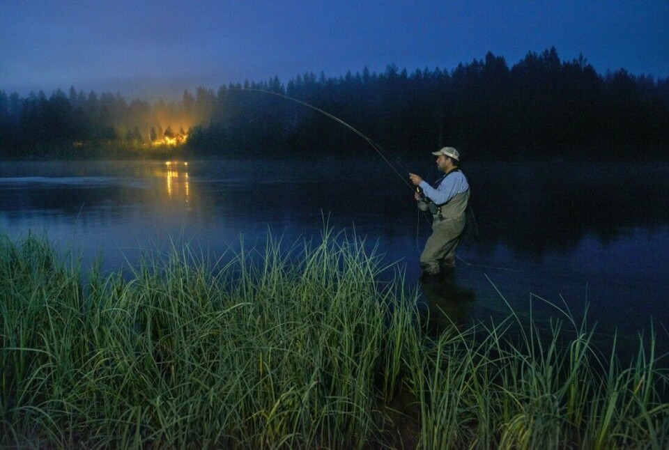 Når kvelden blir til natt er kommer vårfluepuppene. Fisken og fiskerne følger etter. Når kvelden blir til natt er kommer vårfluepuppene. Fisken og fiskerne følger etter.