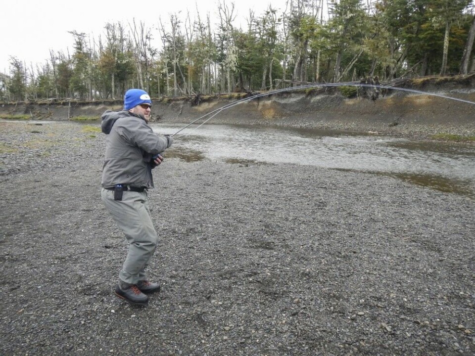 Når grovkalibret sjøørret setter opp farten nedstrøm, er det bare å klamre seg til stanga – og håpe det beste. Når grovkalibret sjøørret setter opp farten nedstrøm, er det bare å klamre seg til stanga – og håpe det beste.