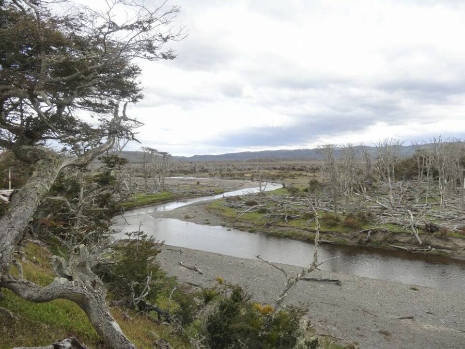 Nedre del av elva, et særpreget landskap, hvor skogen er svært gammel. Nedre del av elva, et særpreget landskap, hvor skogen er svært gammel.