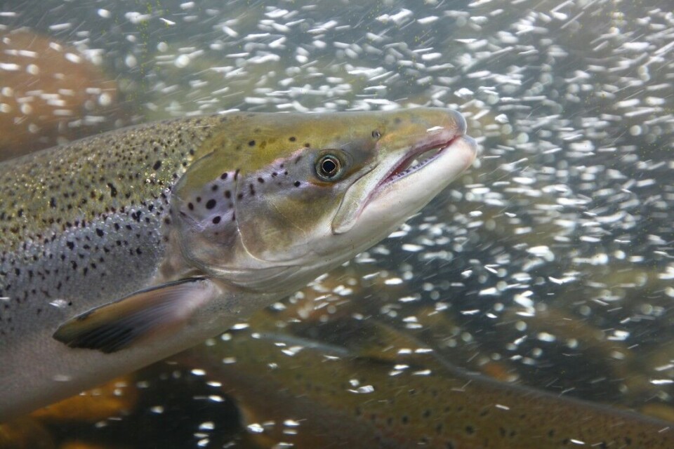 Vil ha fem års fiskeforbud for å beskytte sårbar sjølaks