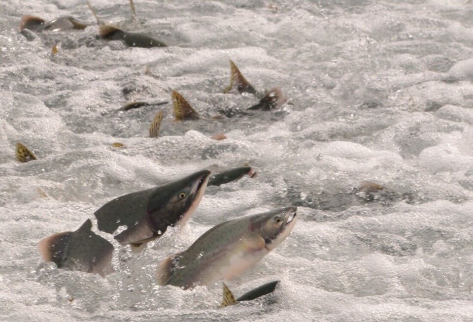 21 tonn pukkellaks fisket i norske elver i fjor