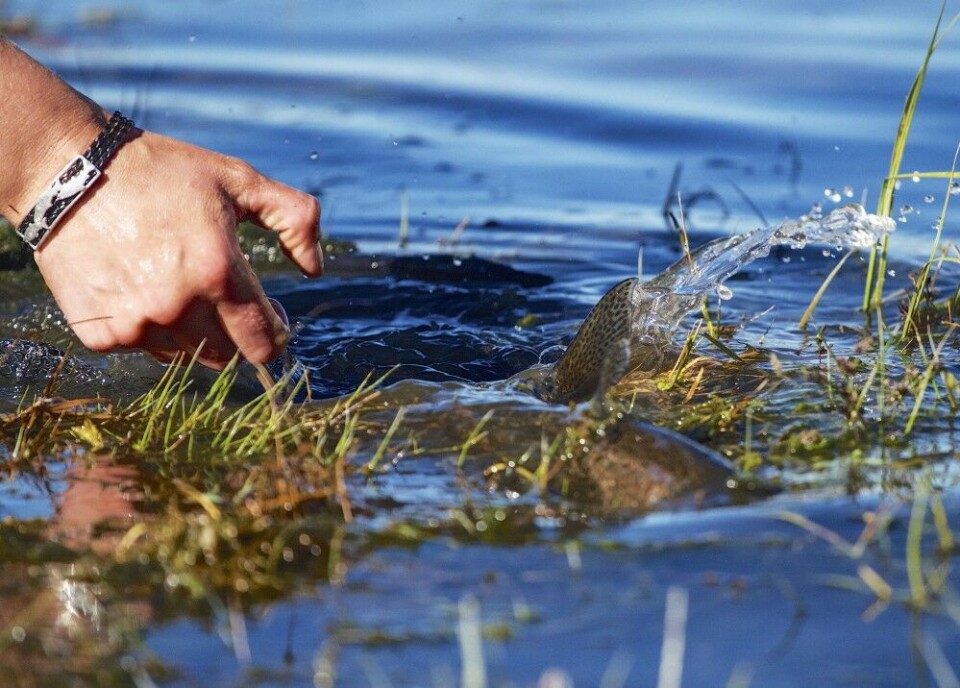 En av forutsetningene for det gode fisket er at det ikke tas opp for mange av de større fiskene. En av forutsetningene for det gode fisket er at det ikke tas opp for mange av de større fiskene.