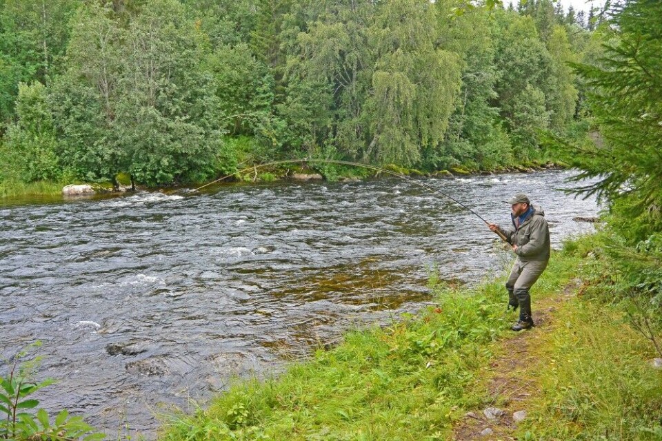 I august kom regnet, og da ble det også fart i de mindre elvene i Namdalen. Morten Harangen hadde noen eventyrlige døgn i Søråa.