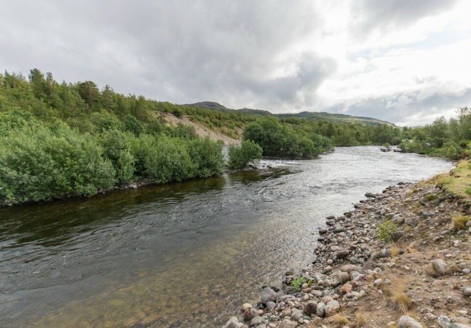 Lakselva i Porsanger var en skuffelse i sommer. Her ved idylliske Kairanen i sone 3. Lakselva i Porsanger var en skuffelse i sommer. Her ved idylliske Kairanen i sone 3.