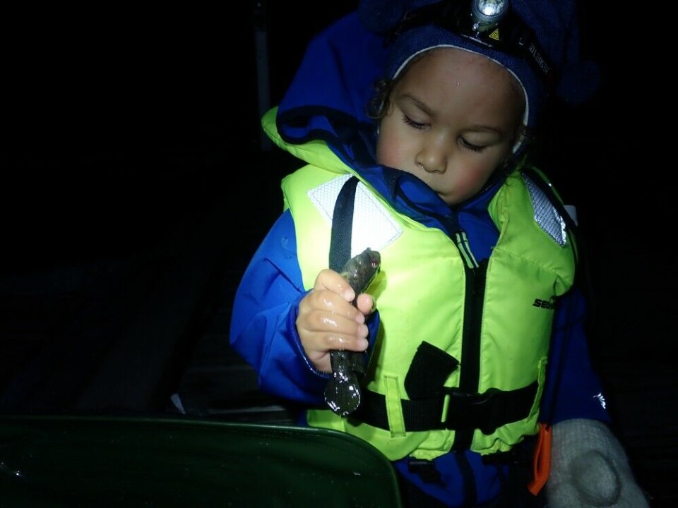 Utover høsten blir det mørkt tidlig nok til at de aller minste også kan være med på kikkfiske. En røslig kutling ble første fiskefangst for denne 3-åringen. Like etter fikk far sjøl en fin sjøørret. Utover høsten blir det mørkt tidlig nok til at de aller minste også kan være med på kikkfiske. En røslig kutling ble første fiskefangst for denne 3-åringen. Like etter fikk far sjøl en fin sjøørret.