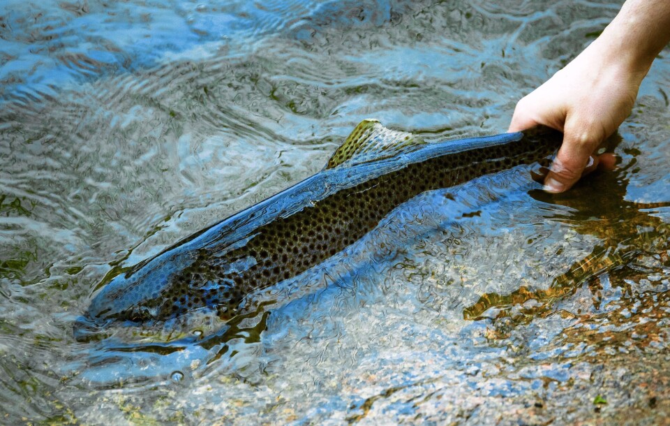 Ørreten ble estimert til 1,3 kilo. All fisk guttene får, slippes ut igjen. Ørreten ble estimert til 1,3 kilo. All fisk guttene får, slippes ut igjen.