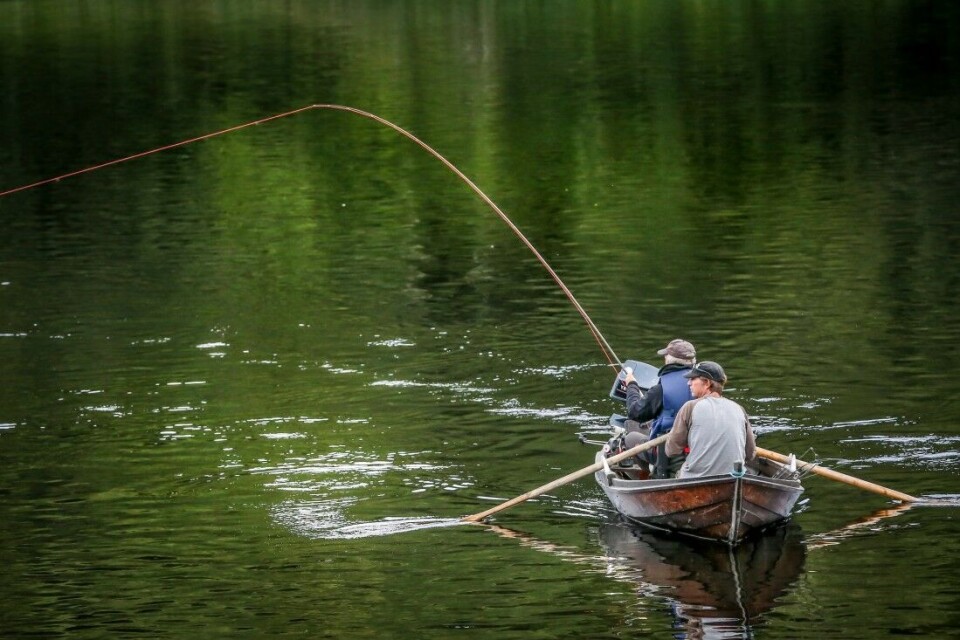 Fast fisk på Foss-Melhus i Overhalla! Fast fisk på Foss-Melhus i Overhalla!
