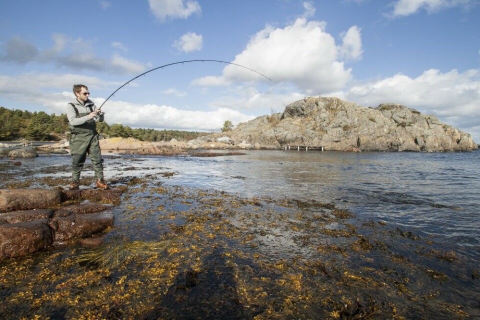 Sjøørret patruljerer langs marbakker og tangbelter. Fiskeren lyktes her med reke og kastedupp. Sjøørret patruljerer langs marbakker og tangbelter. Fiskeren lyktes her med reke og kastedupp.