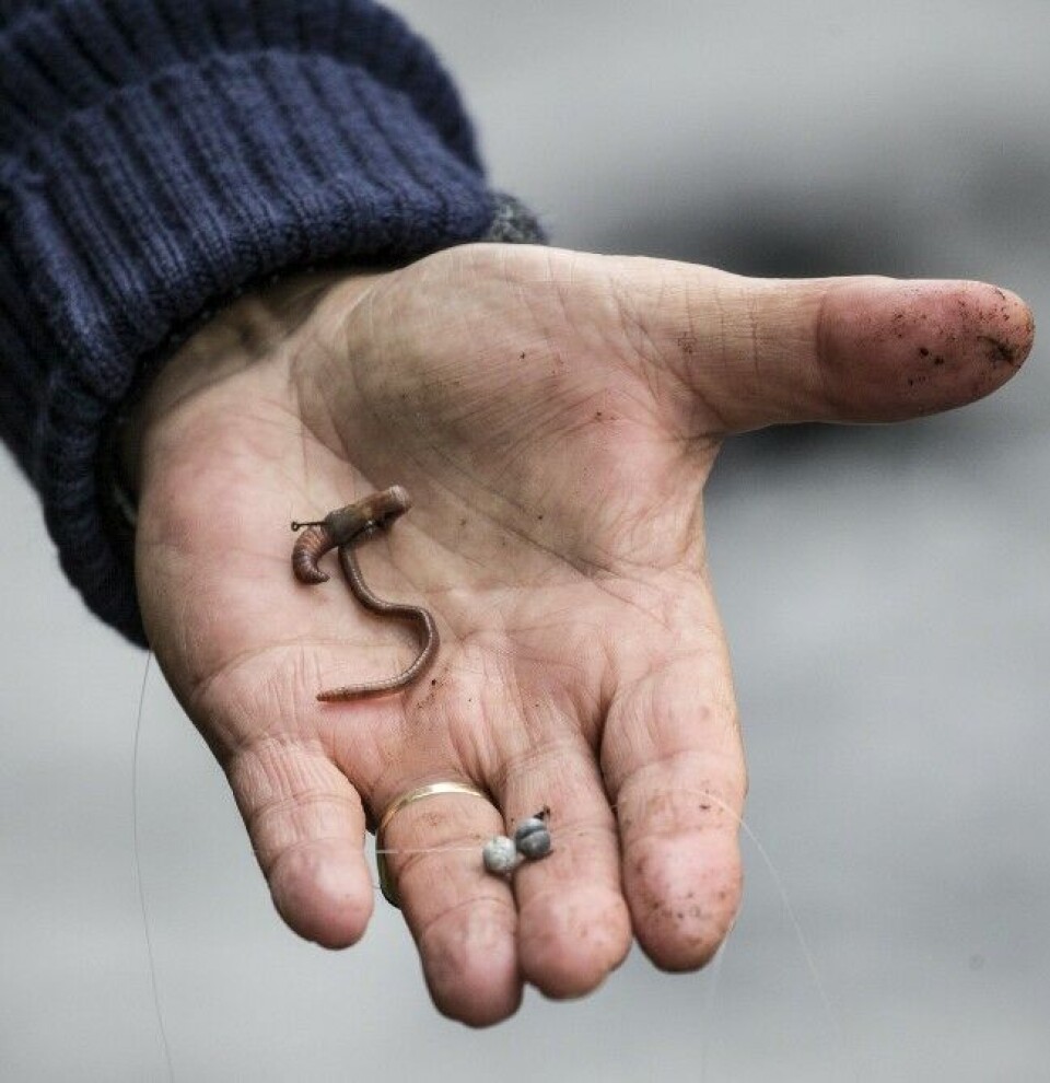 Under aktivt markfiske benytter Trond små fluekroker og to blykuler på 1,6 gram. Under aktivt markfiske benytter Trond små fluekroker og to blykuler på 1,6 gram.