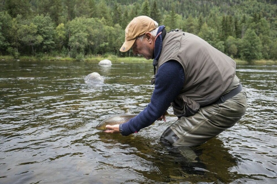 Ørretpurka på 2,2 kg bekrefter hvorfor Trond Andersson fisker i Holselva.