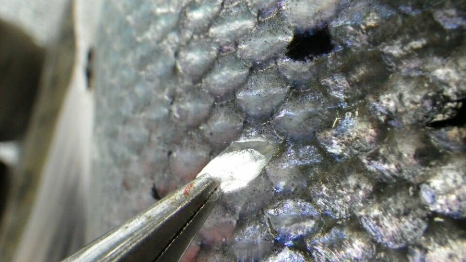 På levende fisk nappes skjellene enkelt ut med en tang, og legges rett i konvolutten.