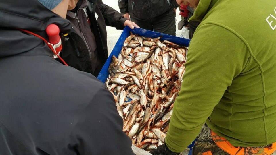Det ble tatt godt over 1,2 tonn fisk i løpet av NM-helga.