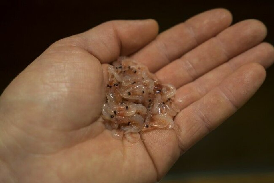 Mageinnholdet i en vårsjøørret fra Terråk viser hva som står på menyen: Krill! Mageinnholdet i en vårsjøørret fra Terråk viser hva som står på menyen: Krill!