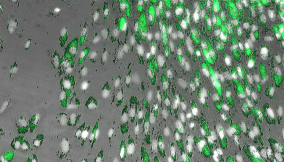 Etter 7 dager kan det tydelig ses at makrofager fra Atlantisk laks tar opp de små plastpartiklene (1-5 µM, grønne).