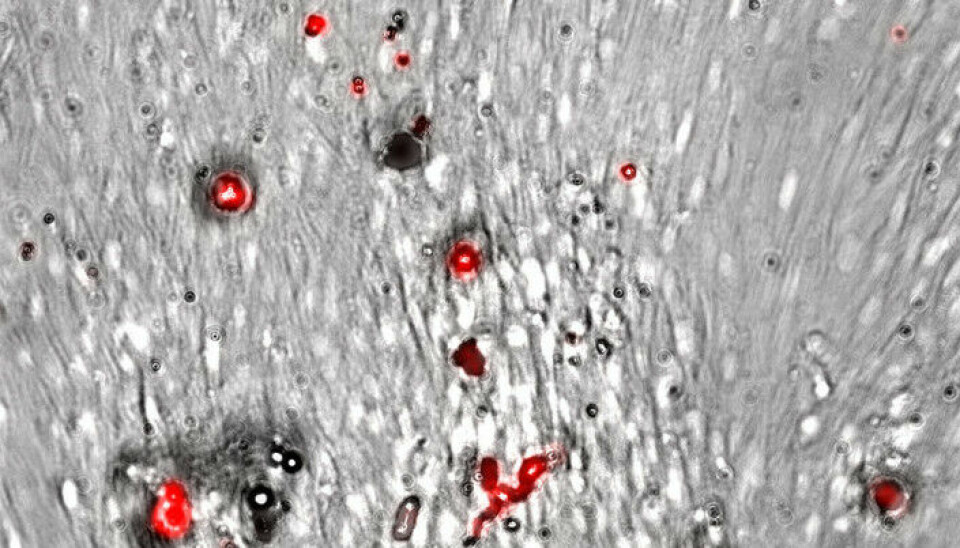 De større plastpartiklene (10-22 µm, røde) er for store til å tas opp, men makrofagene forsøker allikevel å fjerne dem antagelig ved å skille ut aktive stoffer som bryter dem ned.