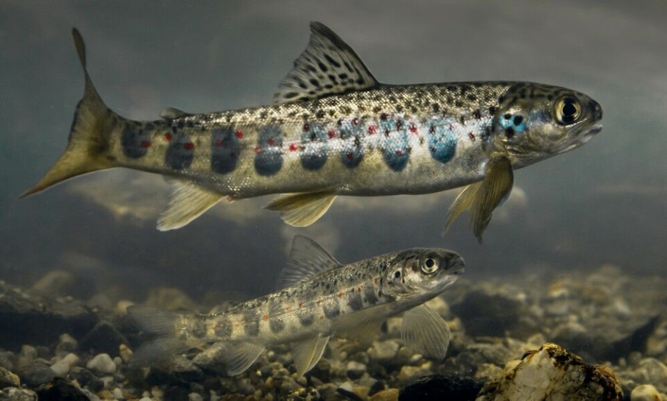 Hvordan man skal unngå at utvandrende smolt (og vinterstøinger) havner i kraftverksturbinene, har fått økt oppmerksomhet de seinere årene. Hvordan man skal unngå at utvandrende smolt (og vinterstøinger) havner i kraftverksturbinene, har fått økt oppmerksomhet de seinere årene.