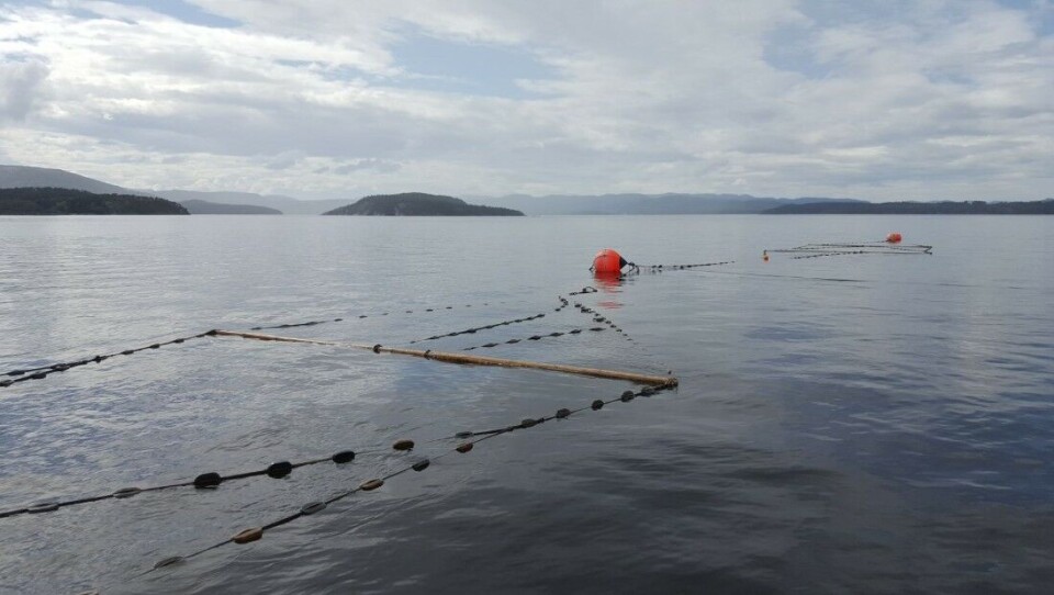 At 900 sjølaksefiskere får lov å ta mer laks enn 100 000 elvefiskere er en praksis som må opphøre, mener Norske Lakseelver. Begge høstingsformene har livets rett, mener Noregs Grunneigar og Sjølaksefiskarlag. Her en kilenot. At 900 sjølaksefiskere får lov å ta mer laks enn 100 000 elvefiskere er en praksis som må opphøre, mener Norske Lakseelver. Begge høstingsformene har livets rett, mener Noregs Grunneigar og Sjølaksefiskarlag. Her en kilenot.