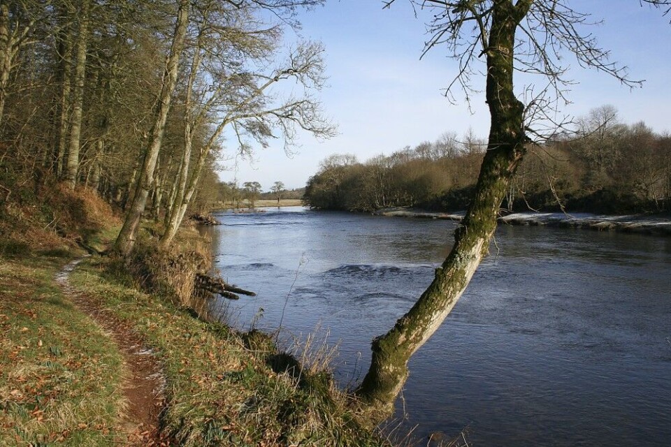 Kultiveringsarbeidet i River Annan begynner å betale seg i form av hyppigere oppgang av vårlaks. Kultiveringsarbeidet i River Annan begynner å betale seg i form av hyppigere oppgang av vårlaks.