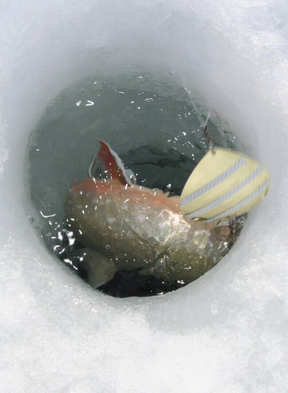 Mang en storrøye går tapt på veien fra vann til luft. Beste bergingsmetode er å stikke hånda under fisken, og i en bestemt bevegelse feie den opp. Mang en storrøye går tapt på veien fra vann til luft. Beste bergingsmetode er å stikke hånda under fisken, og i en bestemt bevegelse feie den opp.