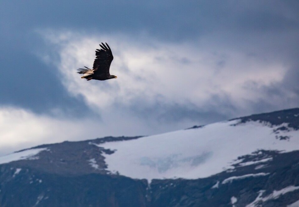 Fiskeørna var et fast innslag oppe ved innsjøen, hvor den også hadde reir og unger. Fiskeørna var et fast innslag oppe ved innsjøen, hvor den også hadde reir og unger.