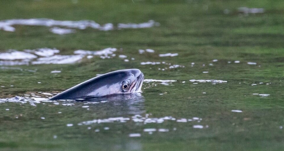 Røyene vaket mer enn vi hadde regnet med. Dessverre spiste de knott. Neste gang blir boksende fylt med imitasjoner av kopulerende knottklaser. Røyene vaket mer enn vi hadde regnet med. Dessverre spiste de knott. Neste gang blir boksende fylt med imitasjoner av kopulerende knottklaser.