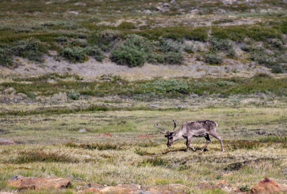 Karibu er som reinsdyr, bare større. Denne karen rusla rundt oss i en halv time, før han la på sprang. Karibu er som reinsdyr, bare større. Denne karen rusla rundt oss i en halv time, før han la på sprang.