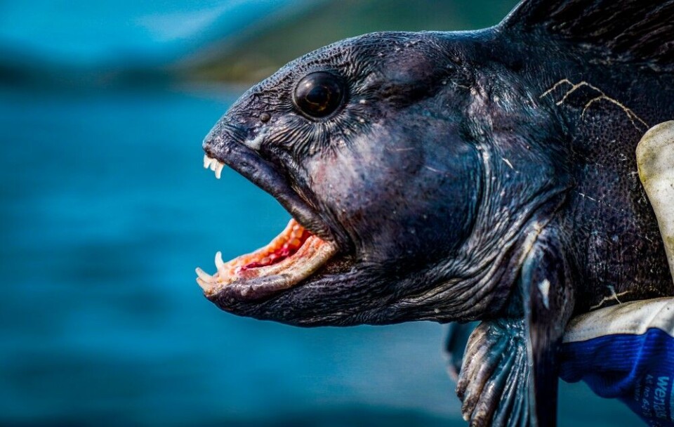 Steinbiten er ettertraktet, og mange kommer til Sørøya for å fiske etter den grå delikatessen. Både flekk- og gråsteinbit er tilgjengelig. Steinbiten er ettertraktet, og mange kommer til Sørøya for å fiske etter den grå delikatessen. Både flekk- og gråsteinbit er tilgjengelig.