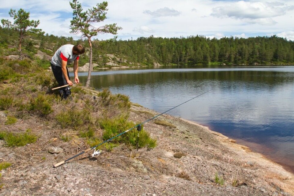 Når sluken ikke funger i sommervarmen, kan man med fordel prøve markfiske på bunnen. Mens man venter på napp, kan man gjerne prøve noen flere slukvarianter eller svinge fluestanga. Når sluken ikke funger i sommervarmen, kan man med fordel prøve markfiske på bunnen. Mens man venter på napp, kan man gjerne prøve noen flere slukvarianter eller svinge fluestanga.