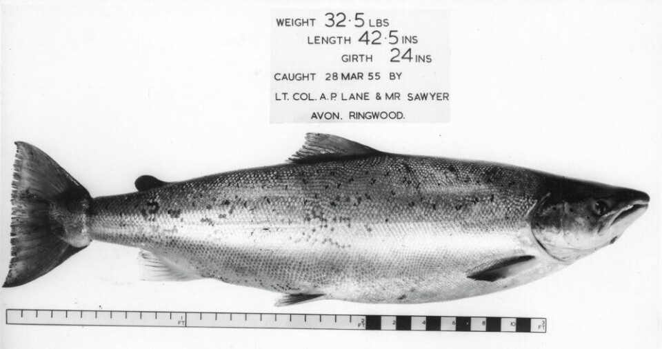 Med nymfer og en metode som liknet “the induced take”, lurte Sawyer også mang en laks i Avon. Han beskriver dette i bl.a. kapittelet “Experiments with salmon” i “Nymphs and the Trout”.