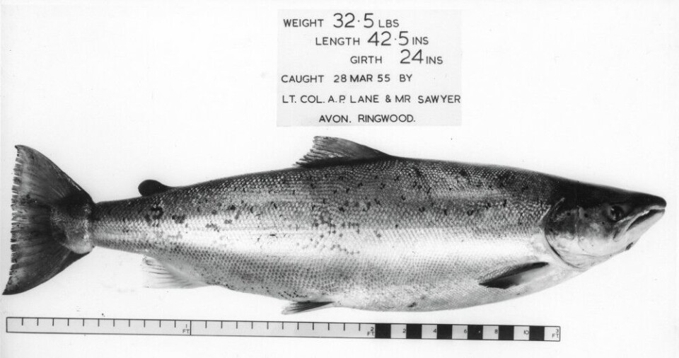 Med nymfer og en metode som liknet “the induced take”, lurte Sawyer også mang en laks i Avon. Han beskriver dette i bl.a. kapittelet “Experiments with salmon” i “Nymphs and the Trout”. Med nymfer og en metode som liknet “the induced take”, lurte Sawyer også mang en laks i Avon. Han beskriver dette i bl.a. kapittelet “Experiments with salmon” i “Nymphs and the Trout”.