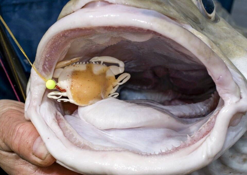 Denne kunstige krabben tok denne torsken som ekte vare. Det kunstige agnet har innebygd lukt og smak. Det gjør at fisken ofte sluker bedre. Dermed får du bedre tid på deg til å sette kroken. Denne kunstige krabben tok denne torsken som ekte vare. Det kunstige agnet har innebygd lukt og smak. Det gjør at fisken ofte sluker bedre. Dermed får du bedre tid på deg til å sette kroken.