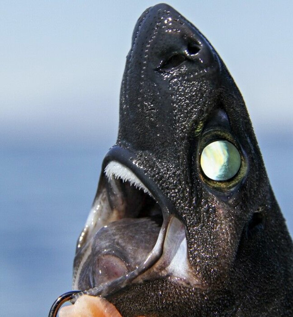 Legg merke til sensorene som sitter mellom munn og snute på denne svarthåen. Det er liten tvil om at bruskfiskene har en ekstra sans som gjør at de kan finne mat ikke kan se eller føle i vannet.